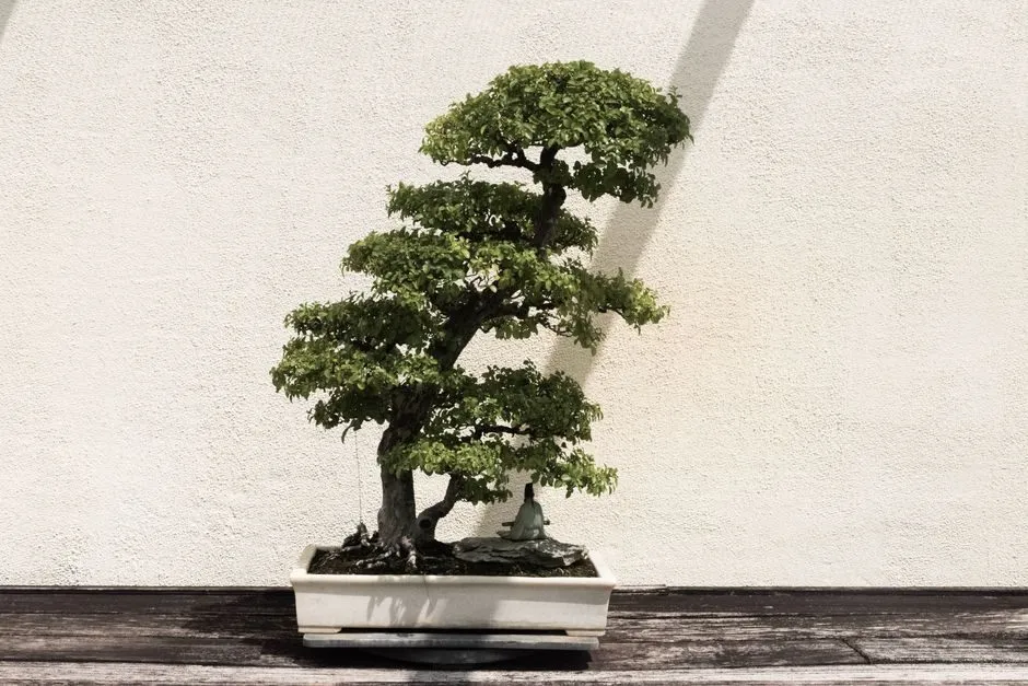 Cây bonsai dáng nhỏ trong chậu gốm trên hiên nhà