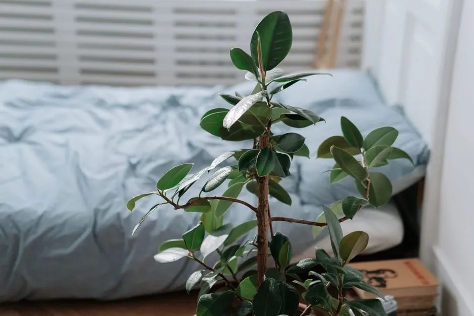 Chậu cây lá xanh đặt gần cửa sổ trong phòng ngủ