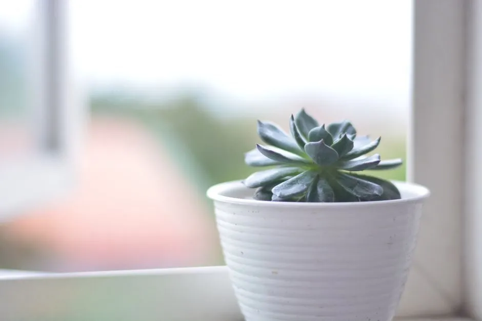 Chậu sen đá nhỏ trên bệ cửa sổ