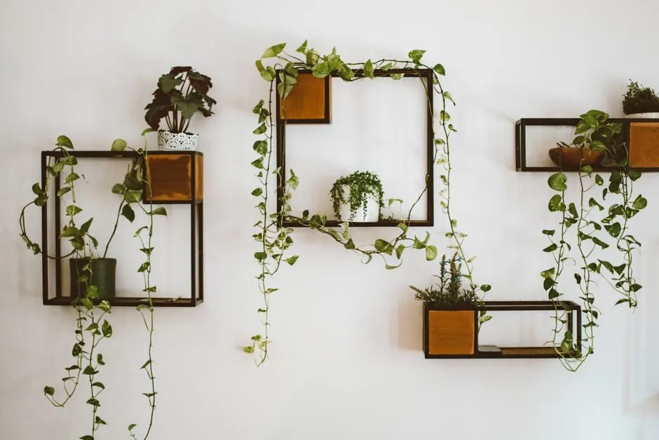Cây trầu bà treo trên kệ gỗ trong nhà