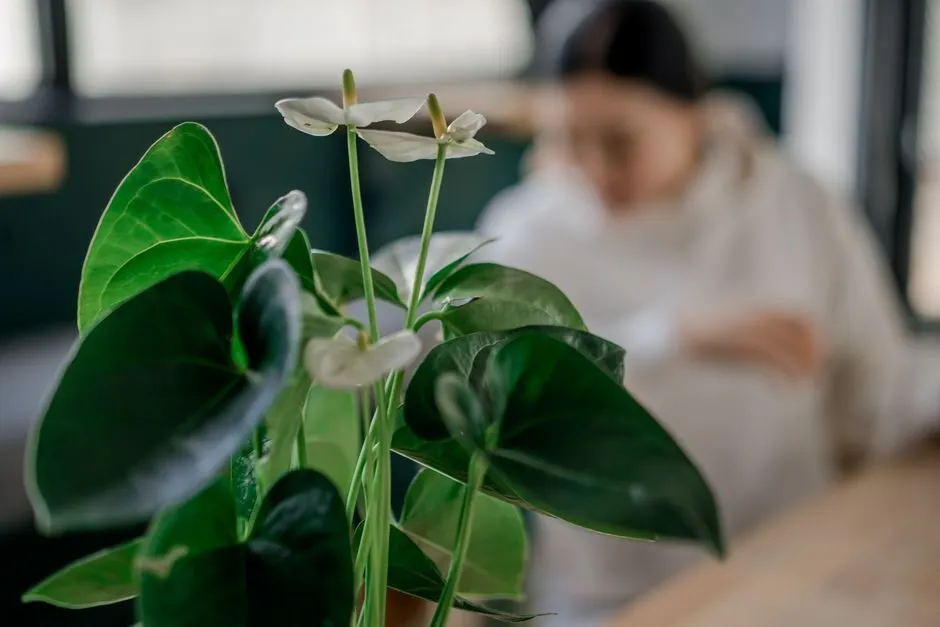 Cây hồng môn đặt trên bàn ăn