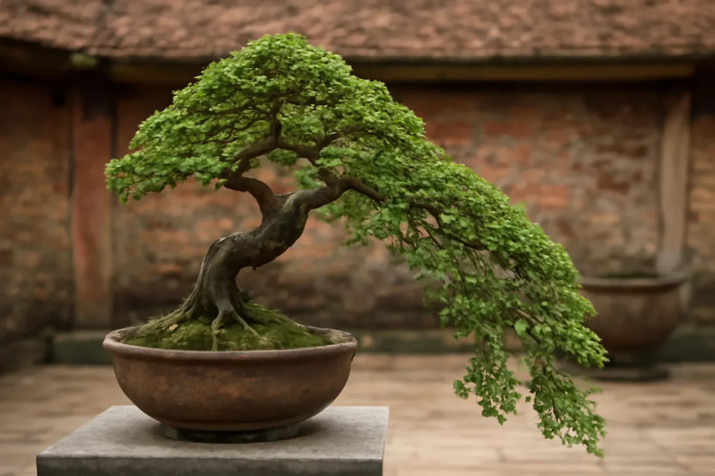 Cây cảnh thác đổ thế thẳng mang phong thủy tốt